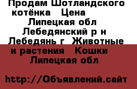 Продам Шотландского котёнка › Цена ­ 2 000 - Липецкая обл., Лебедянский р-н, Лебедянь г. Животные и растения » Кошки   . Липецкая обл.